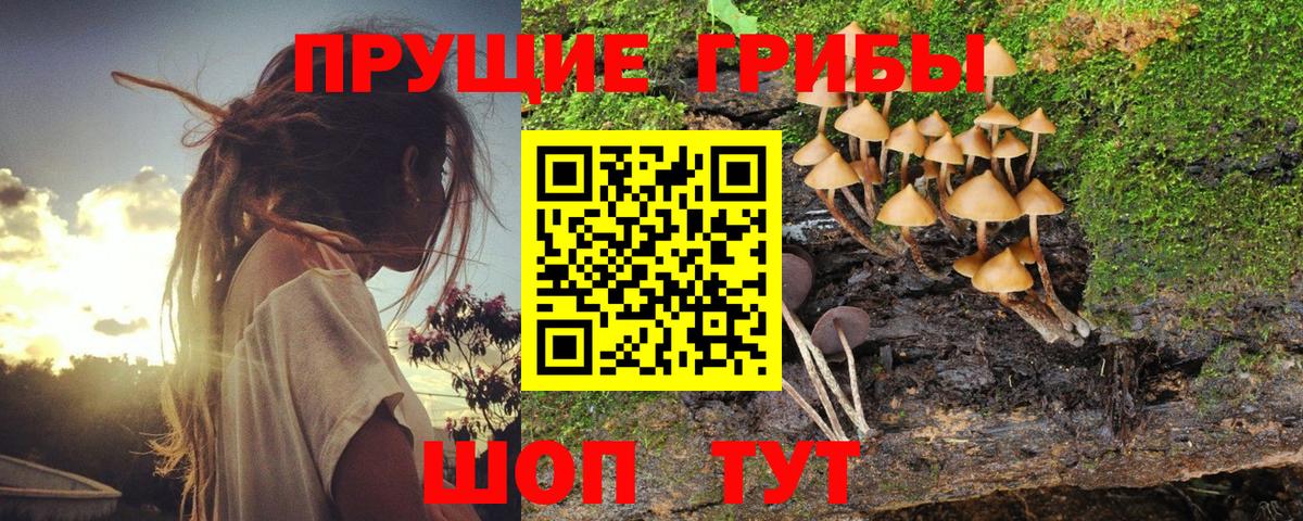 Псилоцибиновые грибы Psilocybe Печора